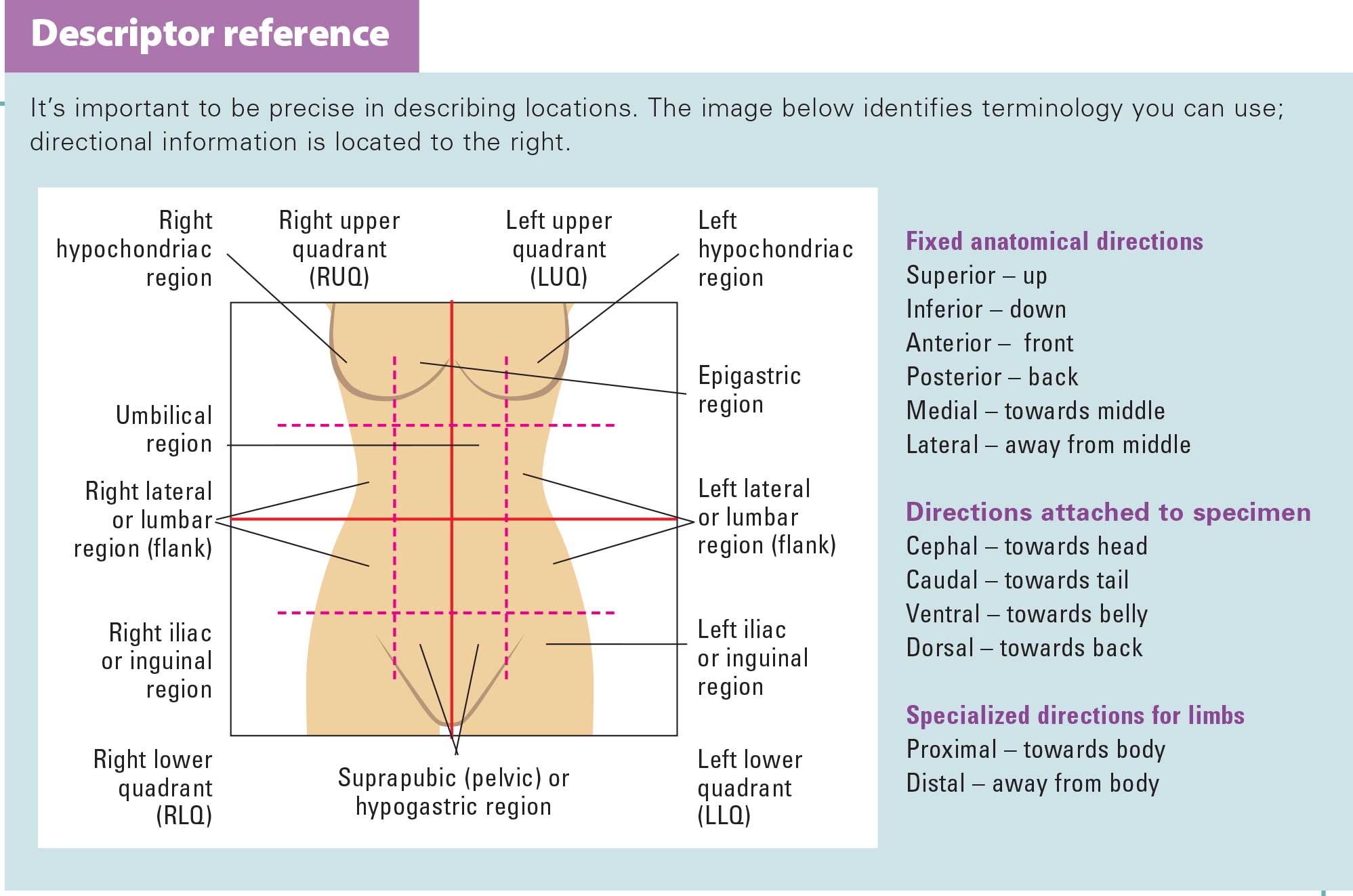 Back special. Hypogastric Region. Остоми Повдер. Reference point Quadrant Chart.
