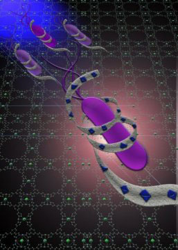 bacterial biofilm