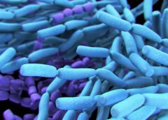 lactobacilli probiotics replace antibiotics wound healing