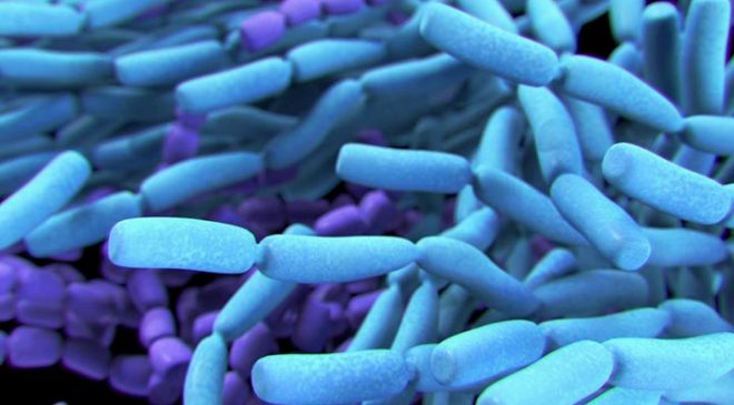 lactobacilli probiotics replace antibiotics wound healing