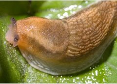 slug inspire surgical bio glue wca