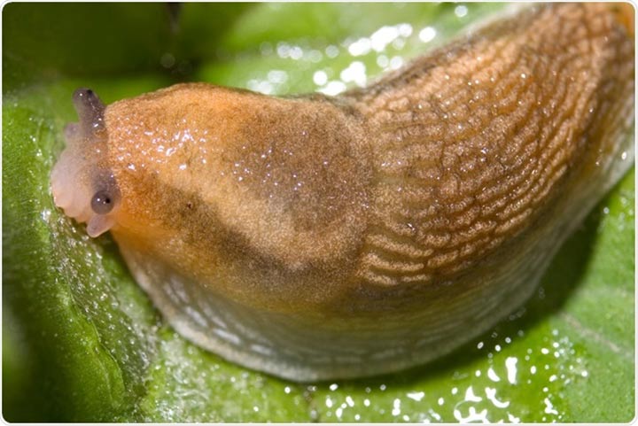 slug inspire surgical bio glue wca