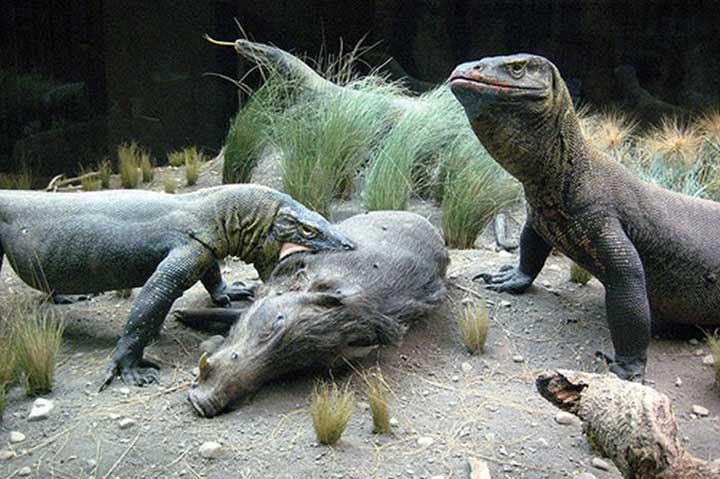 synthetic peptide heal komodo dragon